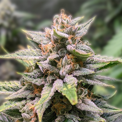 Exploring Cannabis Seeds Delaware A Comprehensive Guide Exploring Cannabis Seeds Delaware A Comprehensive Guide